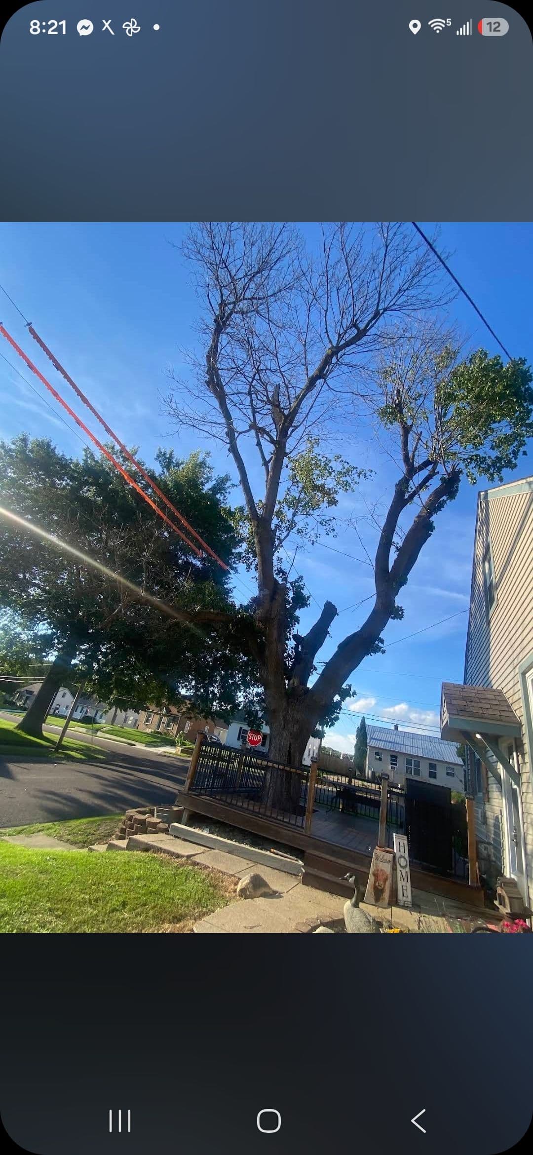 Cabled Tree Growing Through a Deck - Here's How We Handled It image