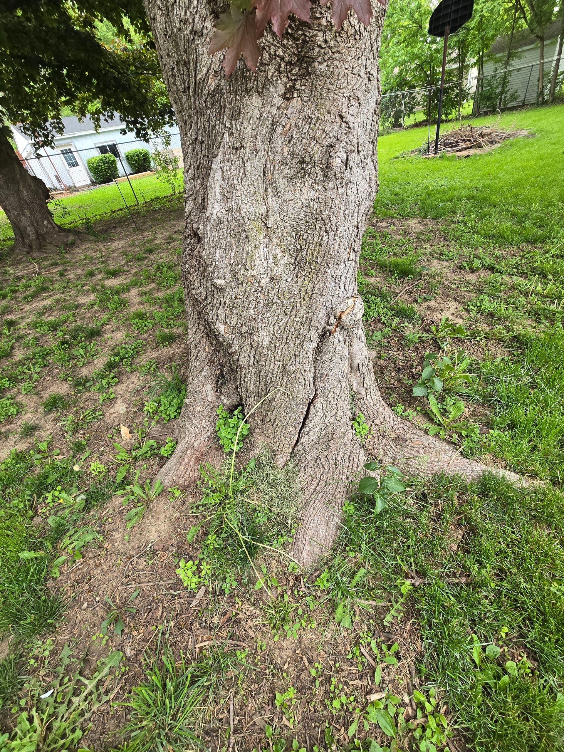 Gallery photos for Storm-Damaged Tree Split Down to the Trunk - Had to Go: Image #1