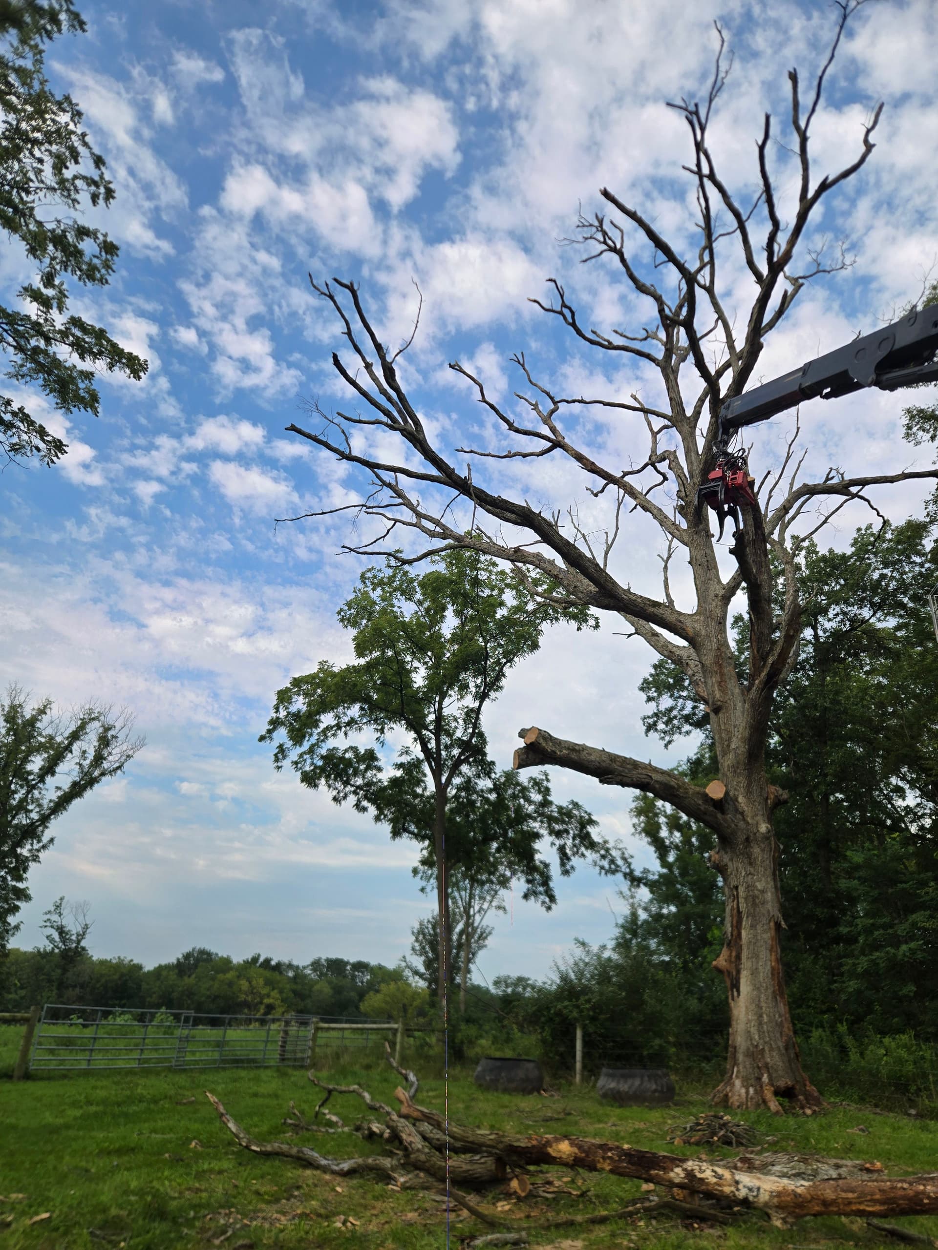 Dead Oak Removal Done Right - Tree Down, Space Cleared image