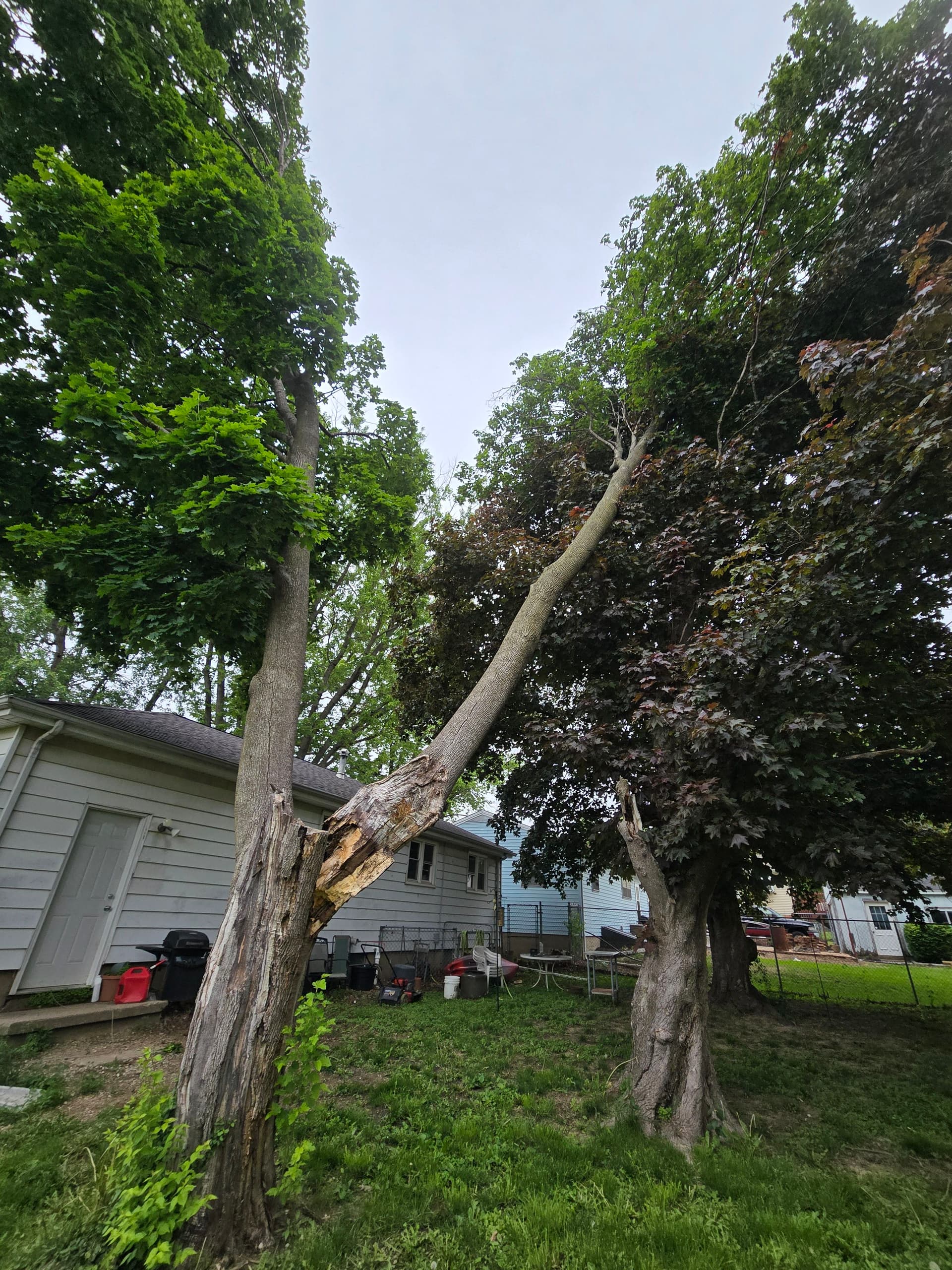 Storm-Damaged Tree Split Down to the Trunk - Had to Go image