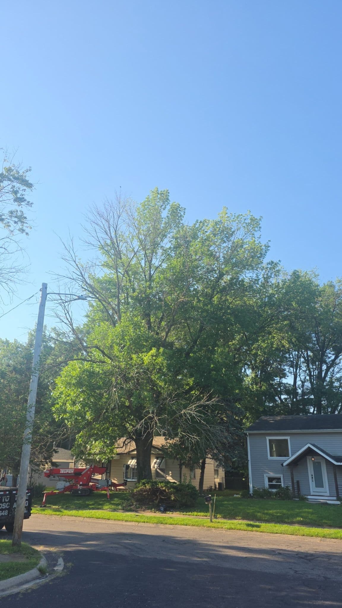 Project Dead Ash Tree Removed Safely Using Crane and Lift image