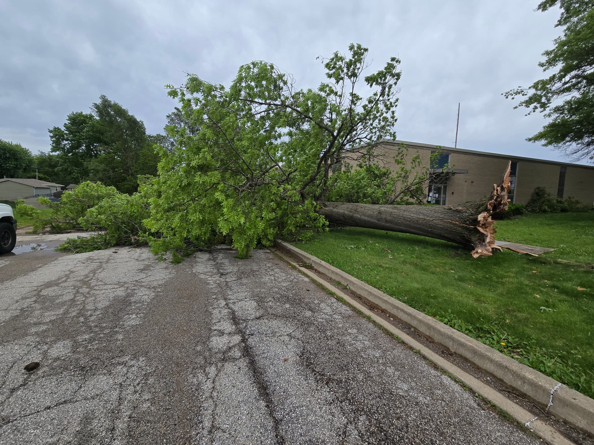 Storm Damage Tree Removal Done Fast and Done Right image