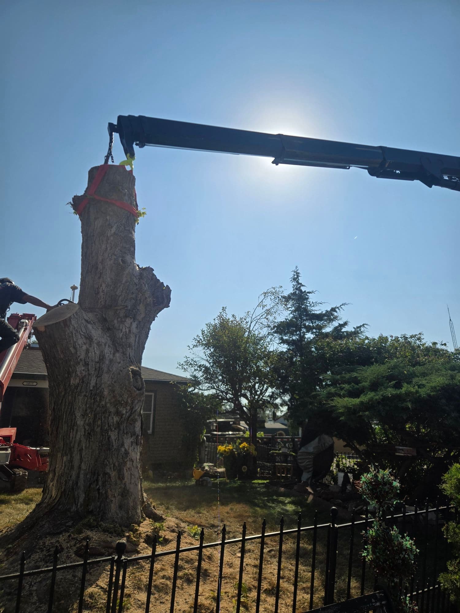 Expert Crane-Assisted Tree Removal Service image