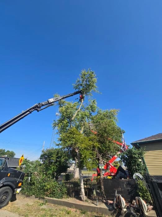 Gallery photos for Expert Crane-Assisted Tree Removal Service: Image #1