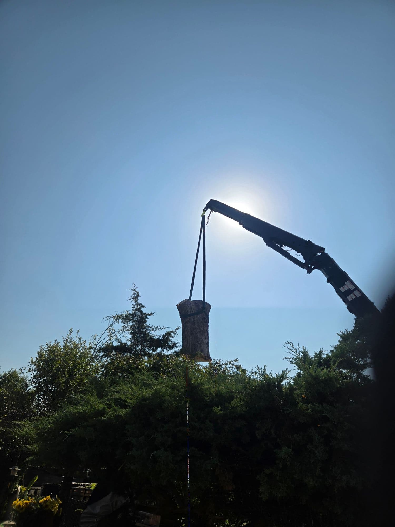 Gallery photos for Expert Crane-Assisted Tree Removal Service: Image #2