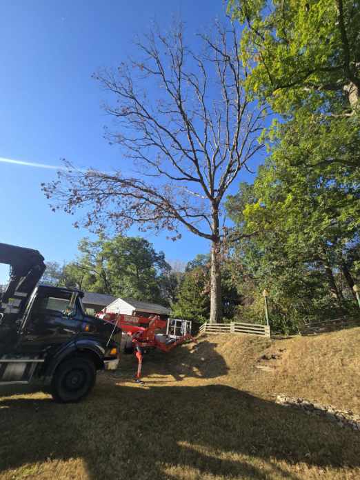 Gallery photos for Safe and Efficient Tree Removal Using Crane and Lift: Image #1