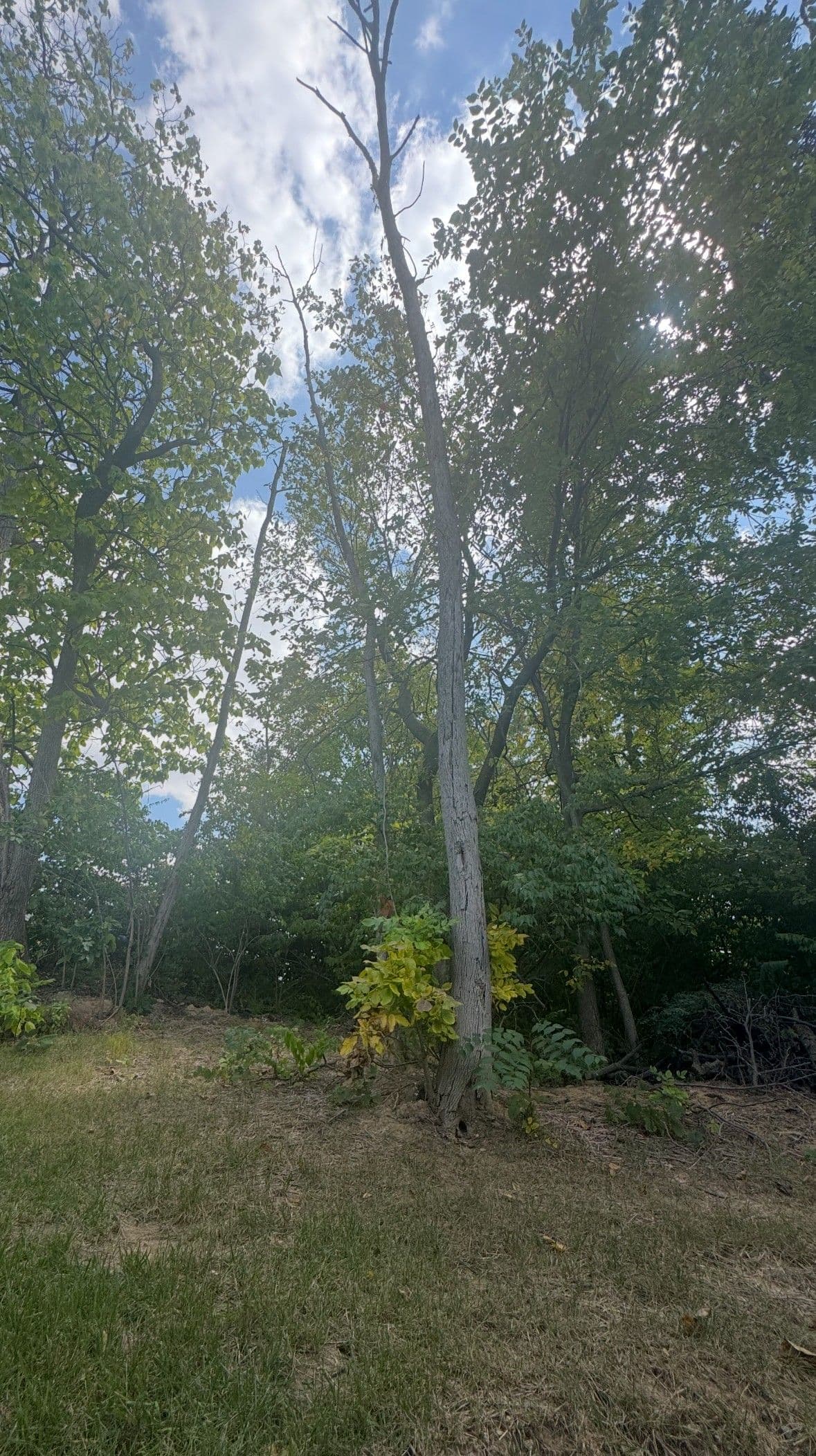 Tree Clean-Up and Opening Up Space for Beauty image