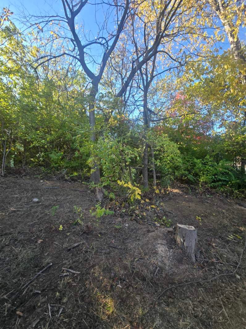 Gallery photos for Tree Clean-Up and Opening Up Space for Beauty: Image #1