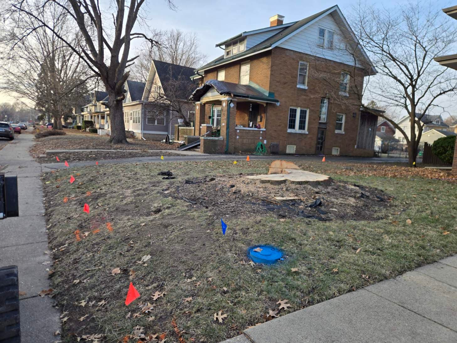 Project Safe and Expert Tree Removal for Your Home image