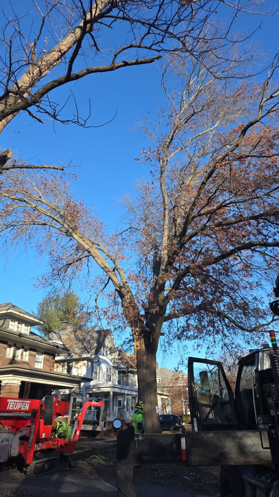 Gallery photos for Safe and Expert Tree Removal for Your Home: Image #1
