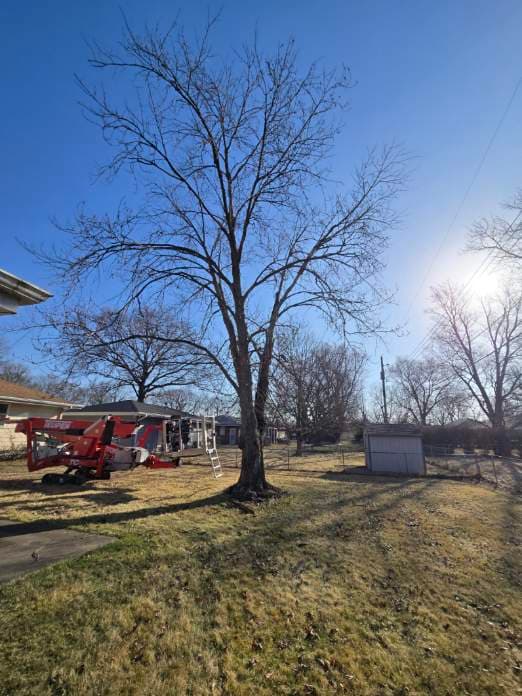 Project Expert Tree Removal in a Peaceful Backyard image