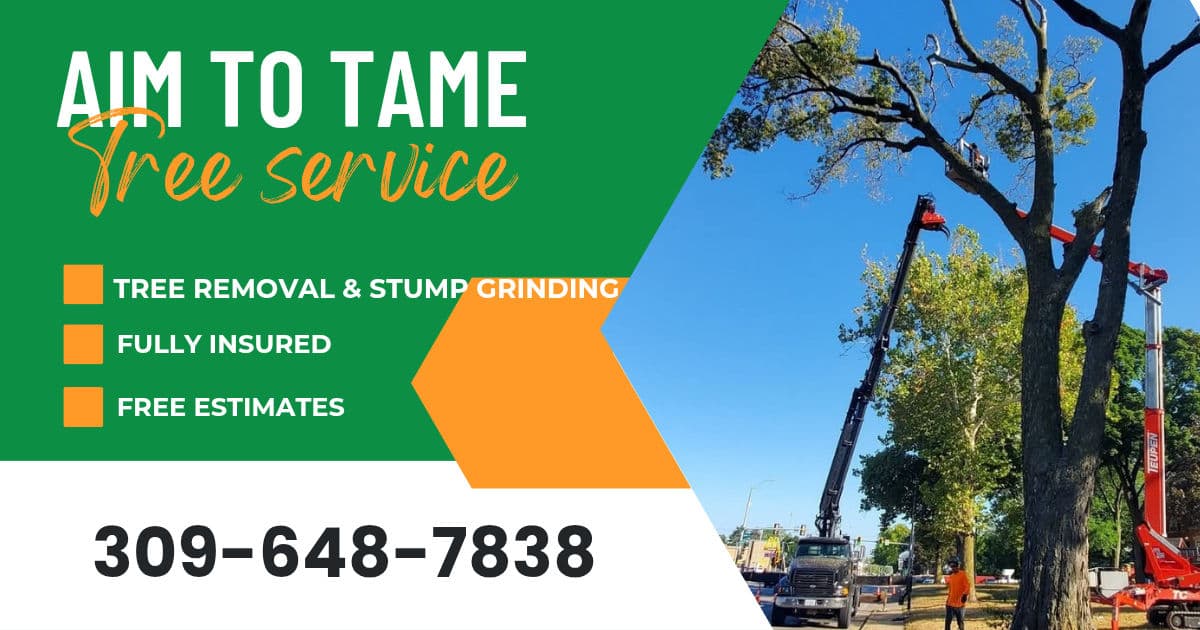 Project Tree Removal and Stump Grinding Done Right - Fully Insured image