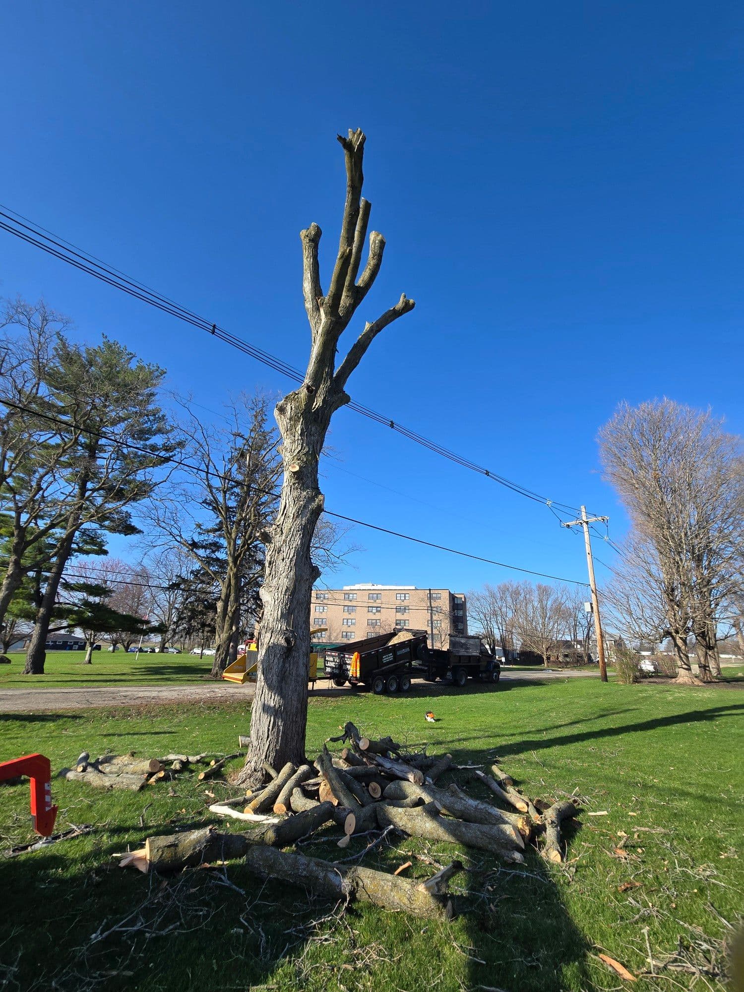 Project Transformative Tree Pruning image