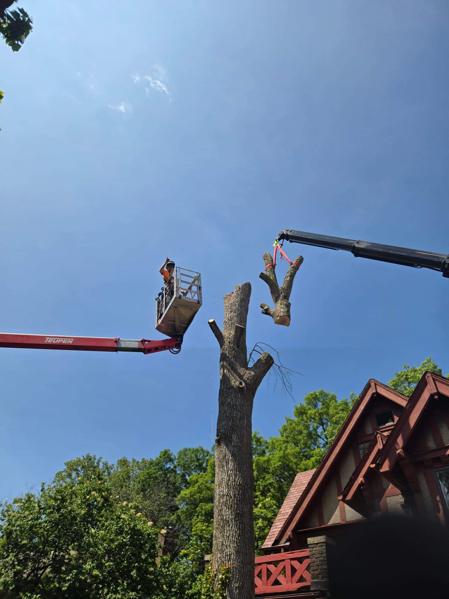 Safe and Efficient Ash Tree Removal with Crane image