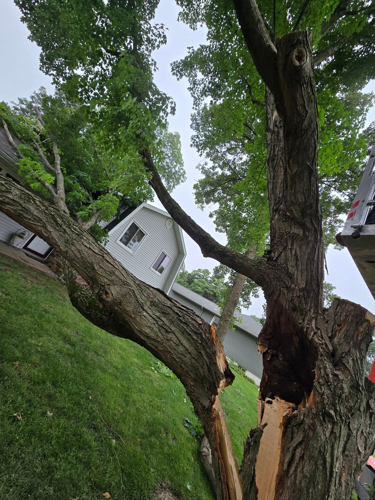Swift Tree Removal Solution to Protect Homes image