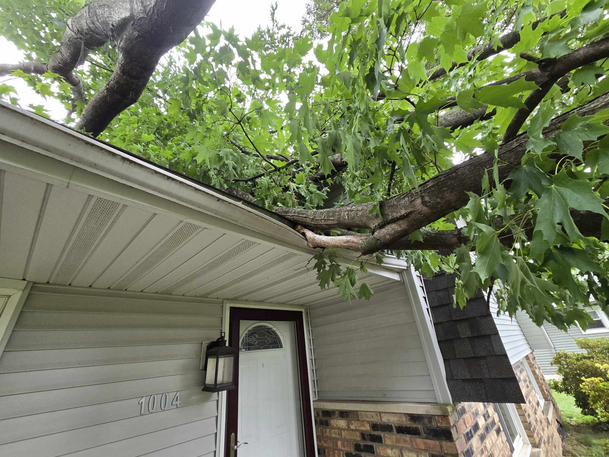 Gallery photos for Swift Tree Removal Solution to Protect Homes: Image #1