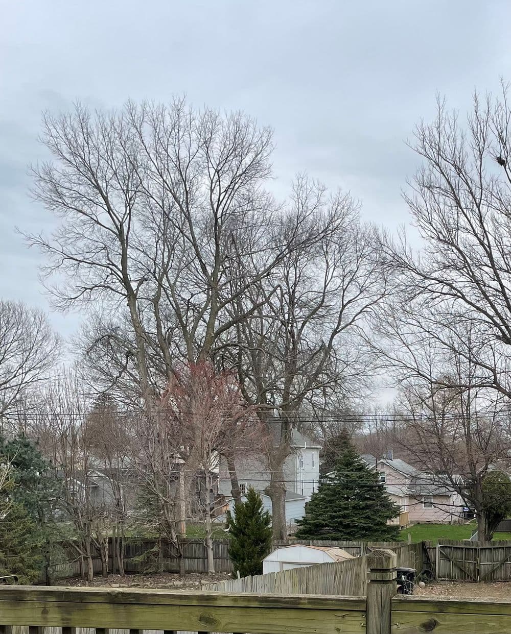 Bare trees against a cloudy sky, with houses and greenery in the background.