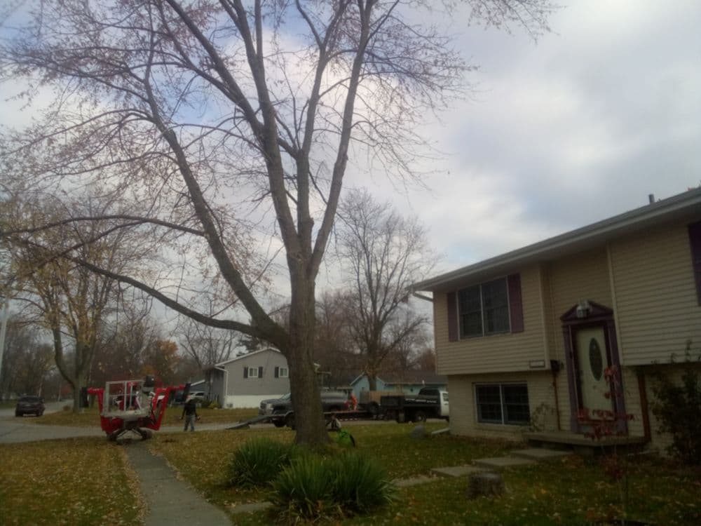 Tree trimming in residential area with autumn leaves and nearby houses.