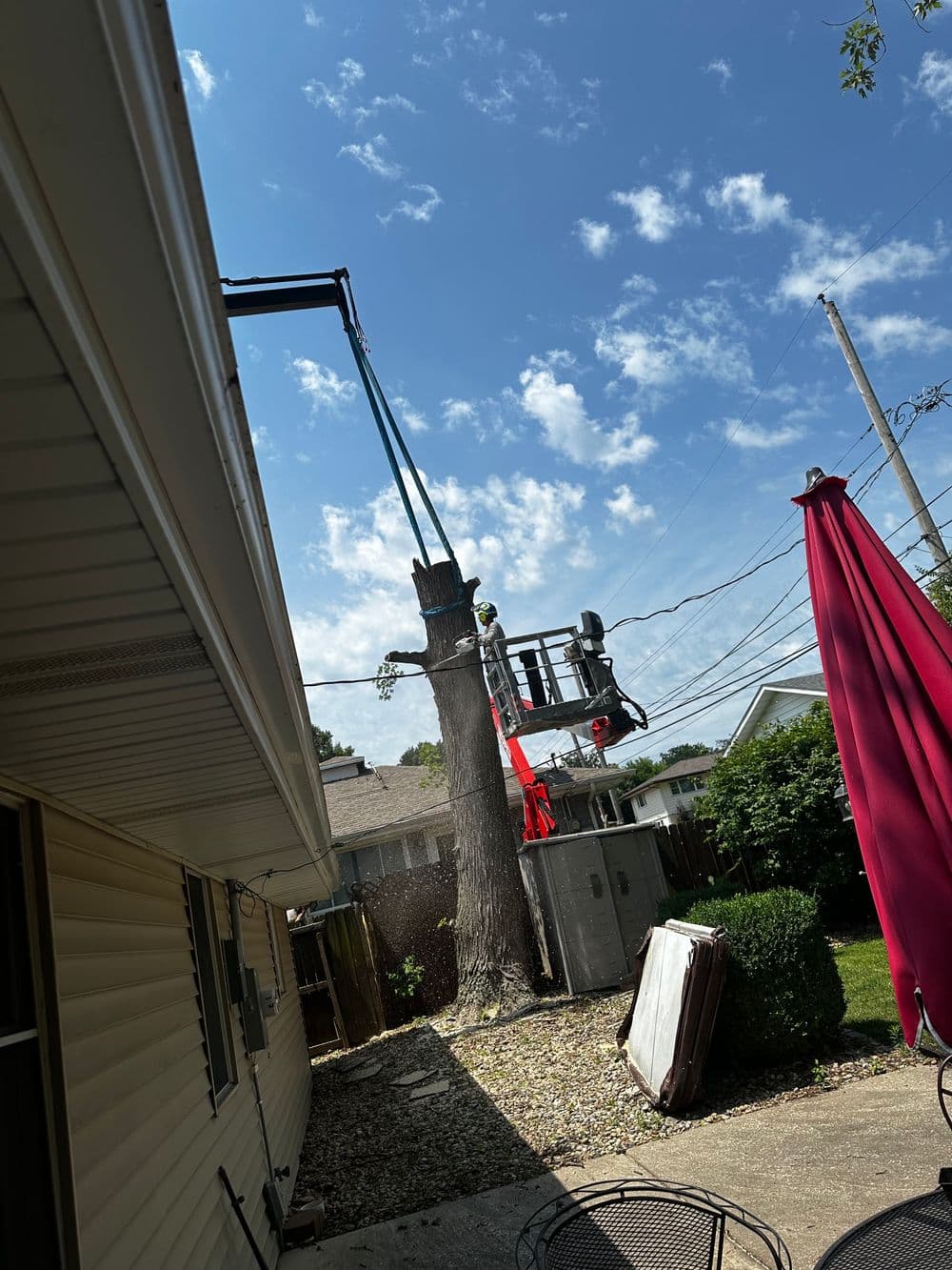 Tree trimming service using a lift near a house on a sunny day with blue skies.