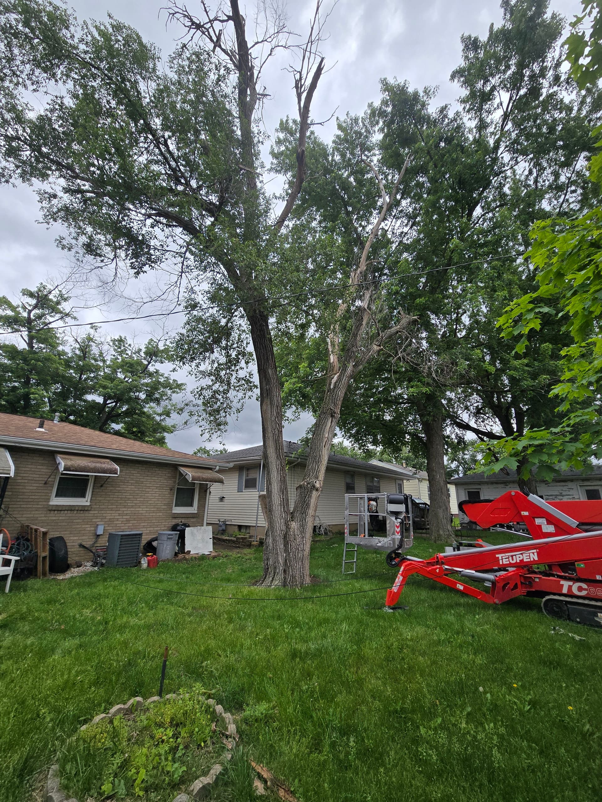 Tight Access Elm Removal With a Spider Lift image