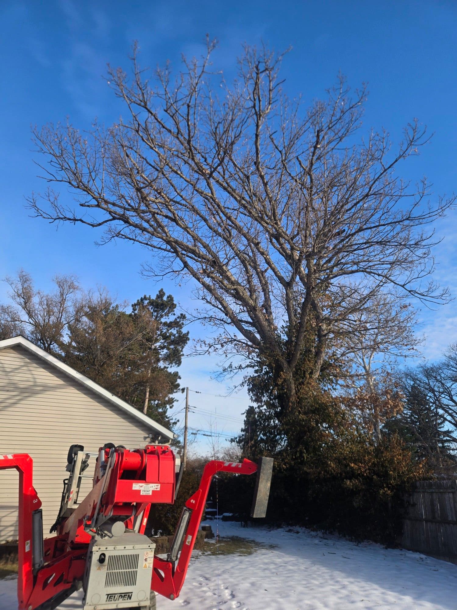 Gallery photos for Winter Tree Trimming for Optimal Solar Panel Efficiency: Image #1